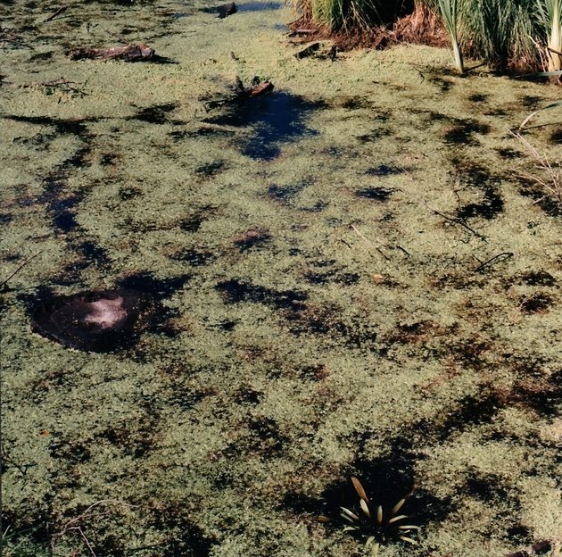Sump - Swamp,II, 2003, copyright Lene Sørensen