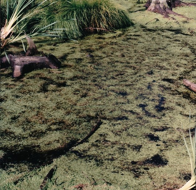 Sump - Swamp, I, 2003, copyright Lene Sørensen